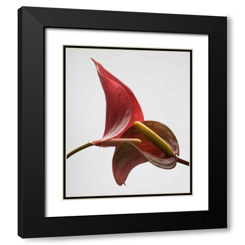 Anthurium 3 Black Modern Wood Framed Art Print with Double Matting by Seidman, Barry