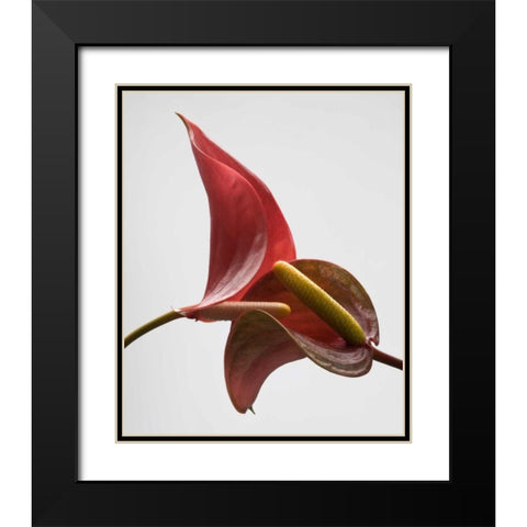 Anthurium 3 Black Modern Wood Framed Art Print with Double Matting by Seidman, Barry