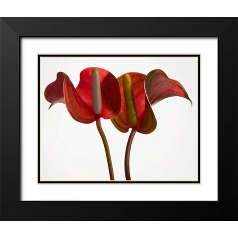 Anthurium 1 Black Modern Wood Framed Art Print with Double Matting by Seidman, Barry