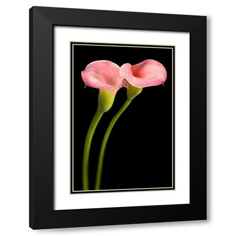 Pink Calla Lilies Black Modern Wood Framed Art Print with Double Matting by Seidman, Barry