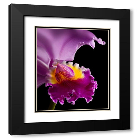 Purple Orchid Black Modern Wood Framed Art Print with Double Matting by Seidman, Barry