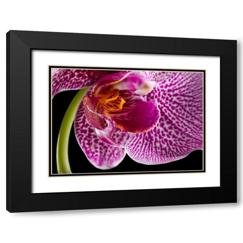 Purple Orchid 2 Black Modern Wood Framed Art Print with Double Matting by Seidman, Barry