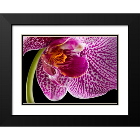 Purple Orchid 2 Black Modern Wood Framed Art Print with Double Matting by Seidman, Barry