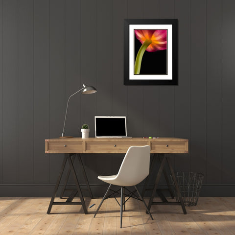 Glowing Tulip Black Modern Wood Framed Art Print with Double Matting by Seidman, Barry