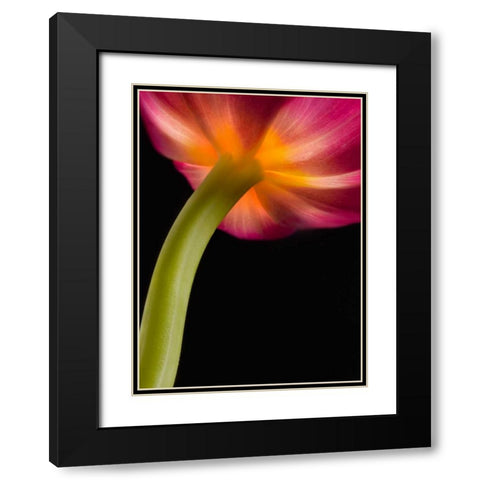 Glowing Tulip Black Modern Wood Framed Art Print with Double Matting by Seidman, Barry