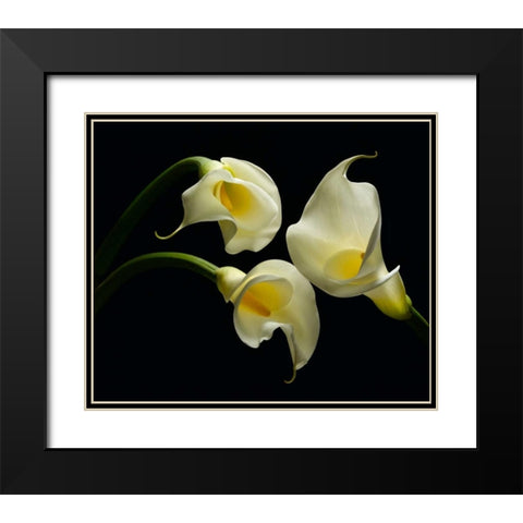 Three Calla Lillies Black Modern Wood Framed Art Print with Double Matting by Seidman, Barry
