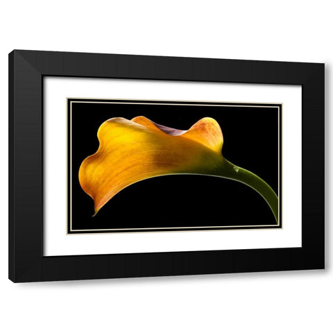 Mango Calla Lily Black Modern Wood Framed Art Print with Double Matting by Seidman, Barry