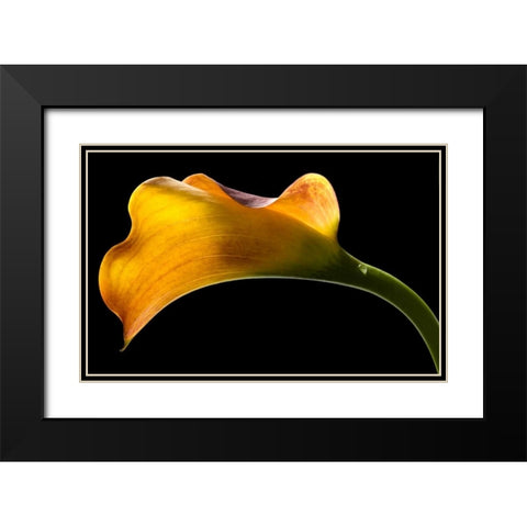 Mango Calla Lily Black Modern Wood Framed Art Print with Double Matting by Seidman, Barry