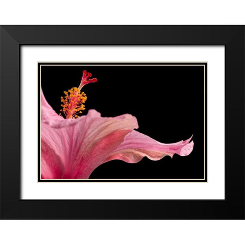 Hibiscus 1 Black Modern Wood Framed Art Print with Double Matting by Seidman, Barry