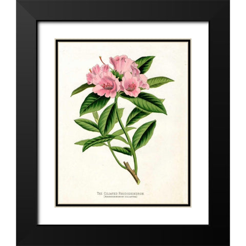 Botanical 1 Black Modern Wood Framed Art Print with Double Matting by Alvarez, Cynthia