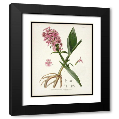 Botanical 2 Black Modern Wood Framed Art Print with Double Matting by Alvarez, Cynthia