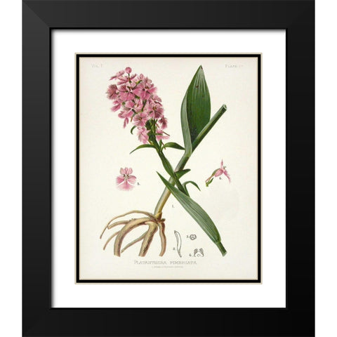 Botanical 2 Black Modern Wood Framed Art Print with Double Matting by Alvarez, Cynthia