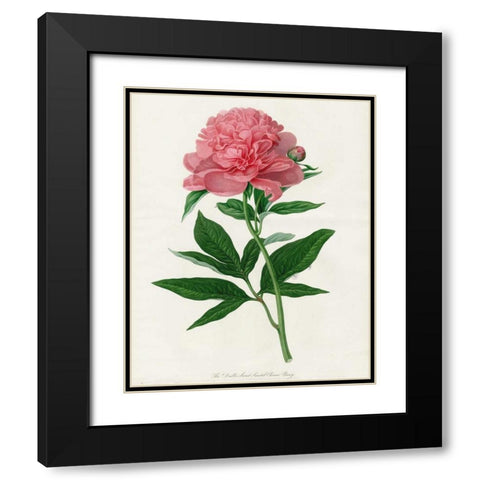 Botanical 3 Black Modern Wood Framed Art Print with Double Matting by Alvarez, Cynthia