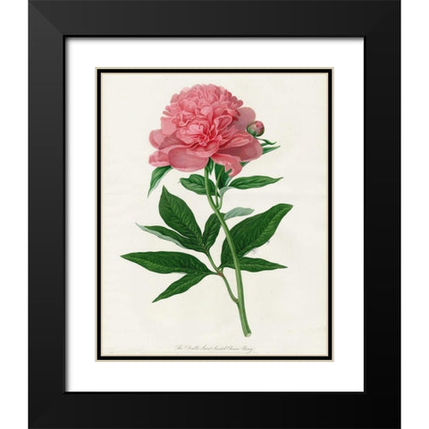 Botanical 3 Black Modern Wood Framed Art Print with Double Matting by Alvarez, Cynthia