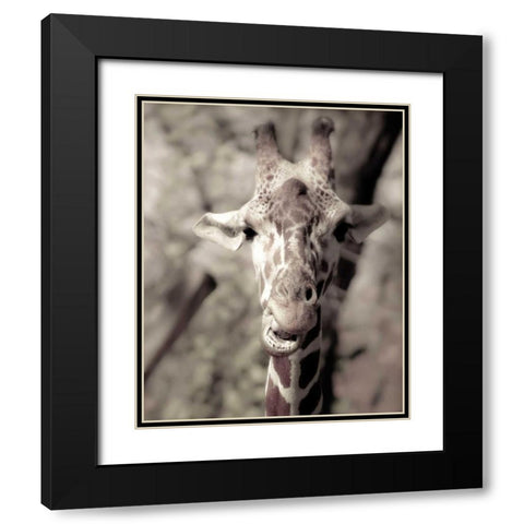 Giraffe whats up Black Modern Wood Framed Art Print with Double Matting by Davis Ashley