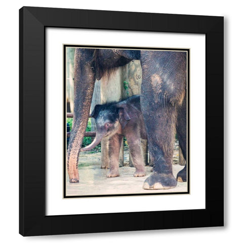 Bowie and mom Black Modern Wood Framed Art Print with Double Matting by Davis Ashley