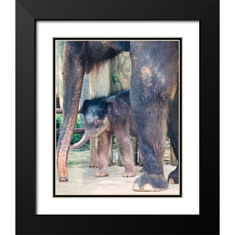Bowie and mom Black Modern Wood Framed Art Print with Double Matting by Davis Ashley