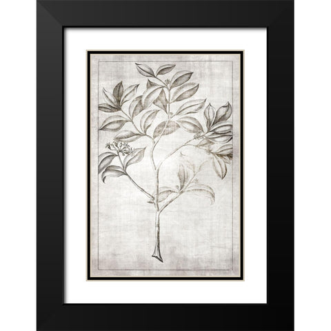 Antique Palm 1 Black Modern Wood Framed Art Print with Double Matting by Brown, Denise