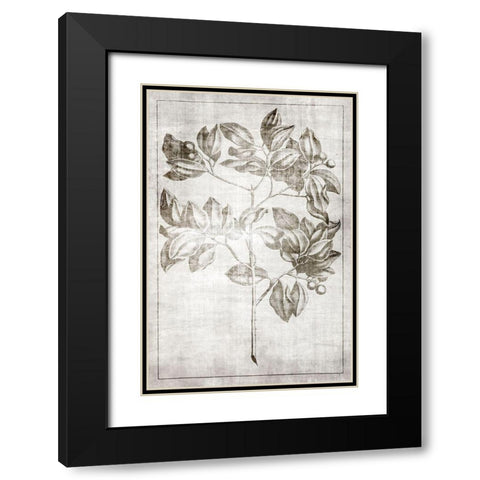 Antique Palm 2 Black Modern Wood Framed Art Print with Double Matting by Brown, Denise