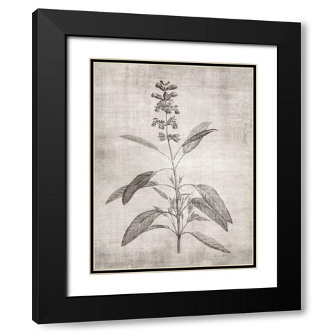 Sepia Botanical 1 Black Modern Wood Framed Art Print with Double Matting by Brown, Denise