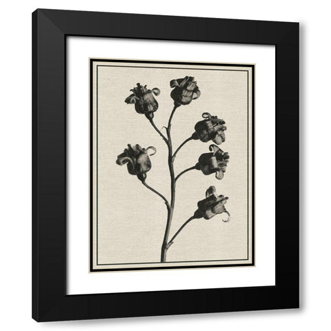 Fern Triptych 2 Black Modern Wood Framed Art Print with Double Matting by Brown, Denise
