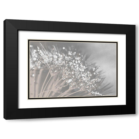 Dandelion 2 Black Modern Wood Framed Art Print with Double Matting by Brown, Denise
