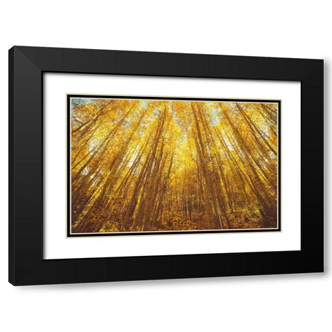 Fall Forrest Black Modern Wood Framed Art Print with Double Matting by Brown, Denise