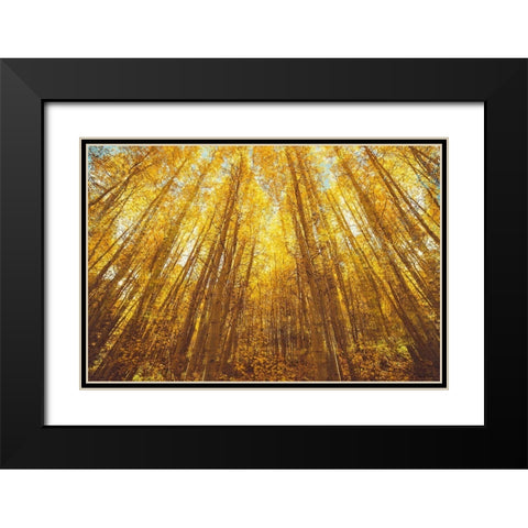 Fall Forrest Black Modern Wood Framed Art Print with Double Matting by Brown, Denise
