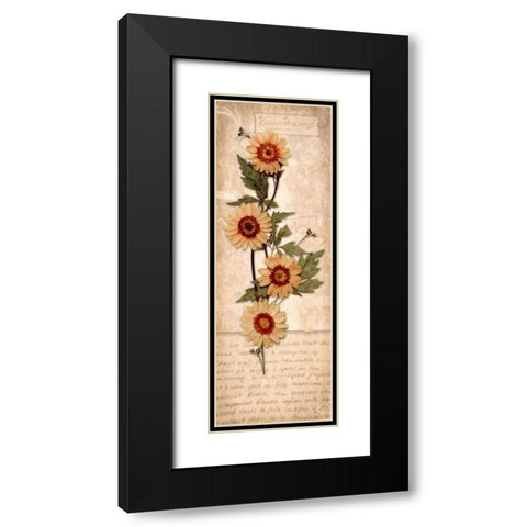 April Daisy Black Modern Wood Framed Art Print with Double Matting by Stimson, Diane