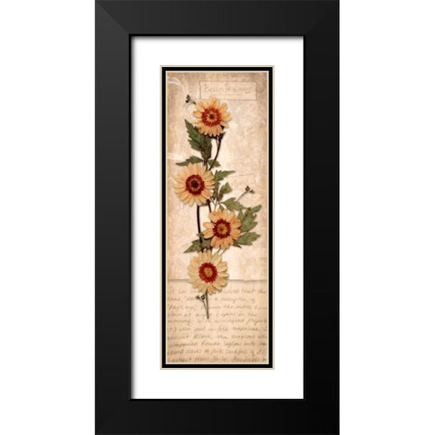 April Daisy Black Modern Wood Framed Art Print with Double Matting by Stimson, Diane