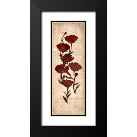 August Poppy Black Modern Wood Framed Art Print with Double Matting by Stimson, Diane