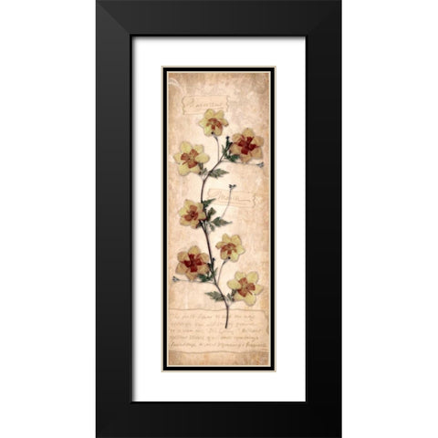 March Daffodil Black Modern Wood Framed Art Print with Double Matting by Stimson, Diane