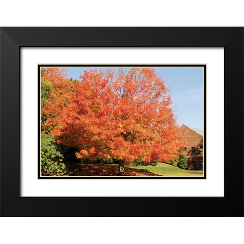 Autumnal 1 Black Modern Wood Framed Art Print with Double Matting by Stimson, Diane
