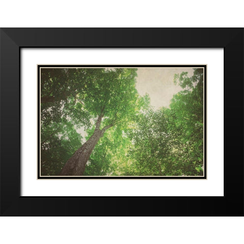 Emerald Canopy 1 Black Modern Wood Framed Art Print with Double Matting by Urquhart, Elizabeth
