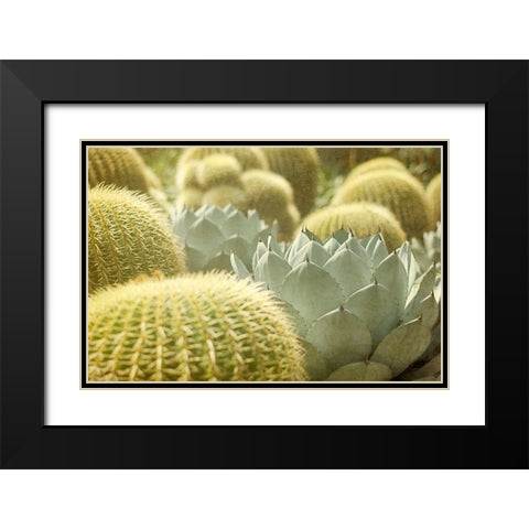 Pincushions 1 Black Modern Wood Framed Art Print with Double Matting by Urquhart, Elizabeth