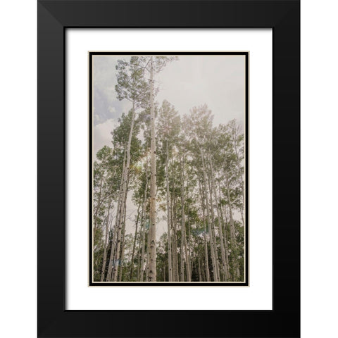 Aspen Forest 2 Black Modern Wood Framed Art Print with Double Matting by Urquhart, Elizabeth