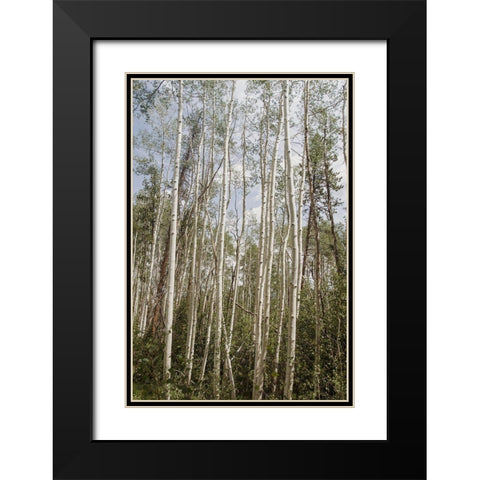 Aspen Forest 3 Black Modern Wood Framed Art Print with Double Matting by Urquhart, Elizabeth