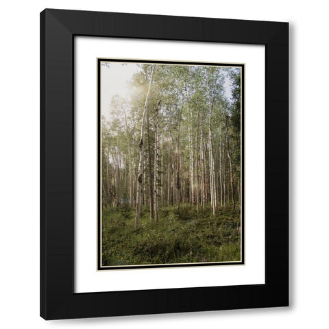 Aspen Forest 4 Black Modern Wood Framed Art Print with Double Matting by Urquhart, Elizabeth