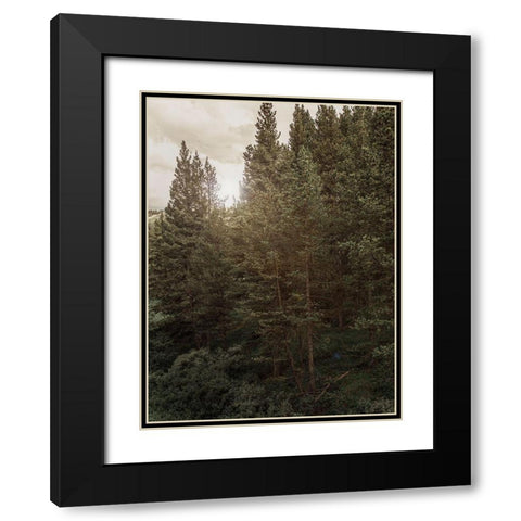 Pine Wilderness 1 Black Modern Wood Framed Art Print with Double Matting by Urquhart, Elizabeth