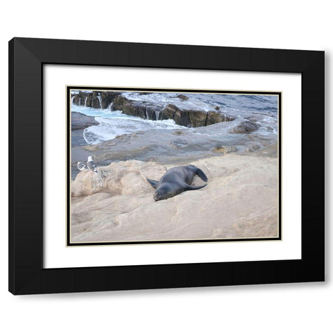 Sealion Black Modern Wood Framed Art Print with Double Matting by Frances, Stephanie