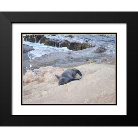 Sealion Black Modern Wood Framed Art Print with Double Matting by Frances, Stephanie