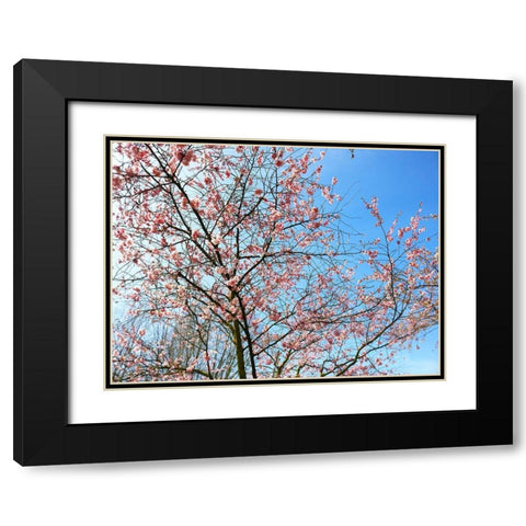 Blossom Pink Trees Black Modern Wood Framed Art Print with Double Matting by Frances, Stephanie