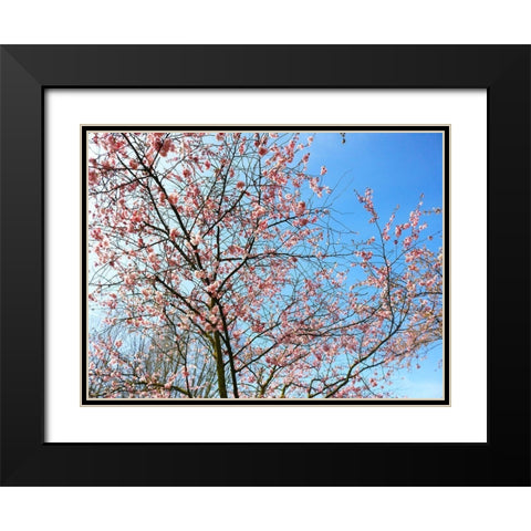 Blossom Pink Trees Black Modern Wood Framed Art Print with Double Matting by Frances, Stephanie