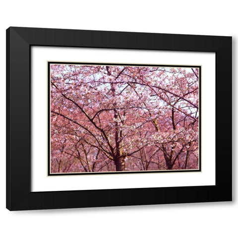 Blossom Pink Trees 2 Black Modern Wood Framed Art Print with Double Matting by Frances, Stephanie