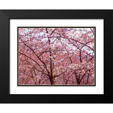 Blossom Pink Trees 2 Black Modern Wood Framed Art Print with Double Matting by Frances, Stephanie