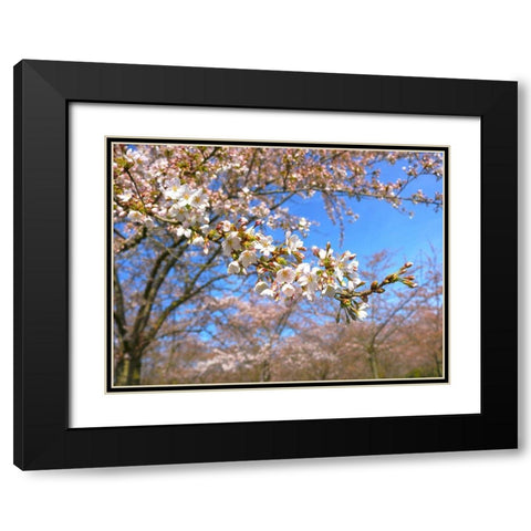 Sudden Blossom 1 Black Modern Wood Framed Art Print with Double Matting by Frances, Stephanie