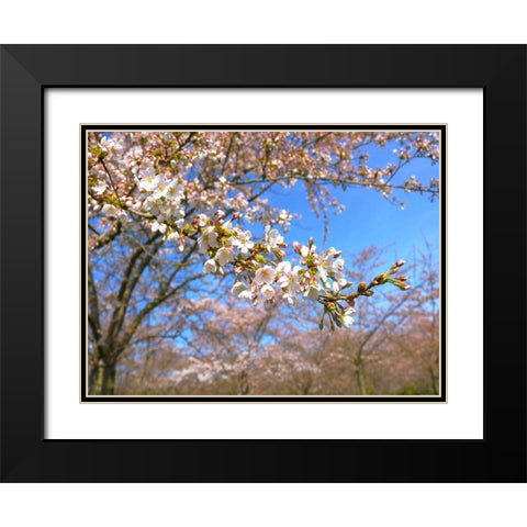Sudden Blossom 1 Black Modern Wood Framed Art Print with Double Matting by Frances, Stephanie