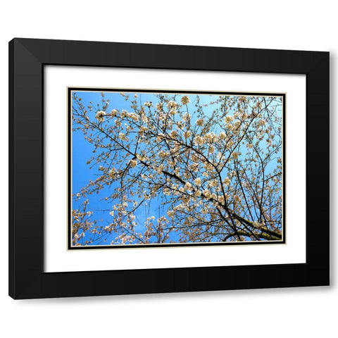 Yellow Blossoms 1 Black Modern Wood Framed Art Print with Double Matting by Frances, Stephanie