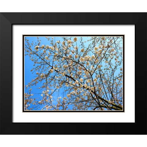 Yellow Blossoms 1 Black Modern Wood Framed Art Print with Double Matting by Frances, Stephanie