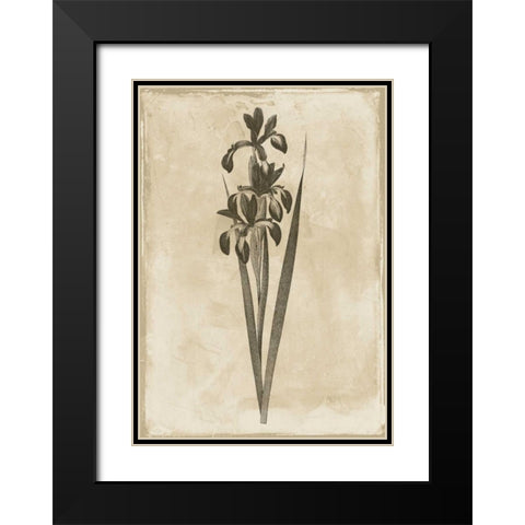 Floral Earthtone Two Black Modern Wood Framed Art Print with Double Matting by Grey, Jace